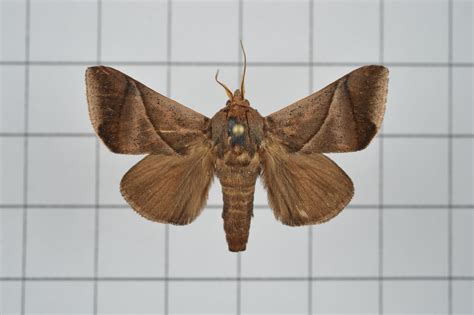 Setora (Setora) - Picture Insect