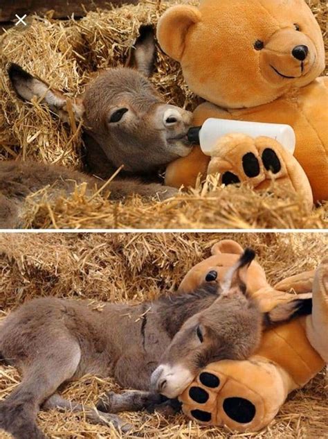 15+ Adorable Tiny Donkey Pics That Prove They Deserve More Attention ...