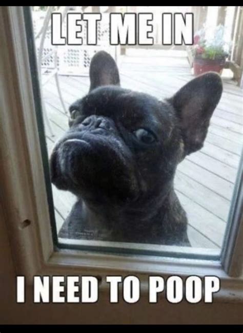 9 Funniest French Bulldog Memes - What The Frenchie