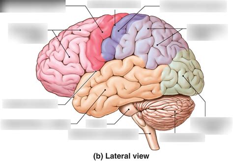Brain Diagram Lobes