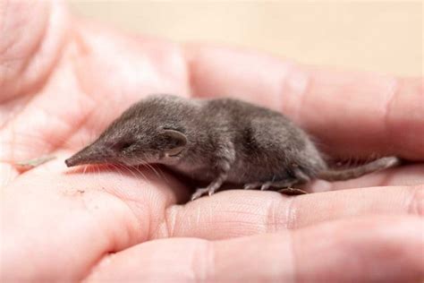 Pygmy-Shrew - www.birdwords.co.uk