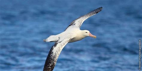 a white and black bird flying over the ocean
