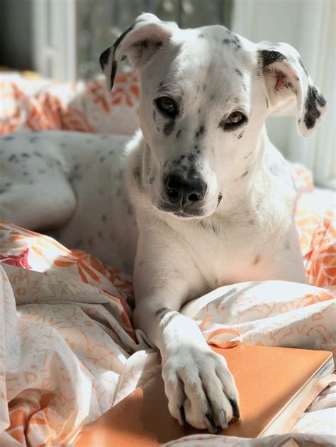 About Carrie Wiita — MFT California