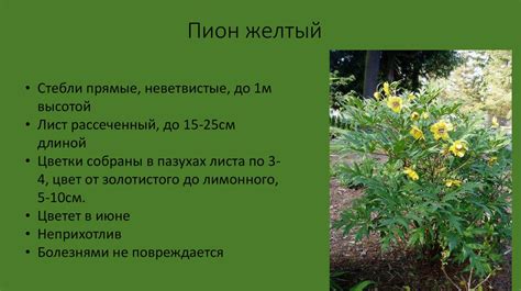 Пион древовидный - презентация онлайн