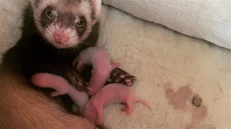 Baby Ferret Stages of Life, Facts, and Pictures!