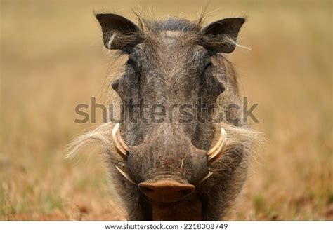 Stunning Warm Photograph Common Warthog Smiling Stock Photo 2218308749 ...