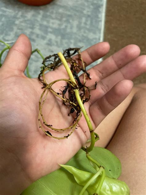 Are the roots still alive? Pothos : r/plantclinic