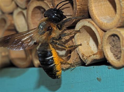 lexpansion dune abeille sauvage exotique en france cdr eee