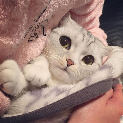 Картинки котов на аву