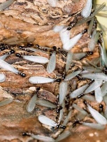 Termite Inspections | Mark D. Loffredo | New York