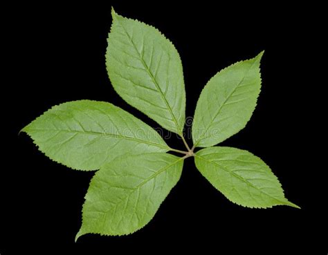 Leaf of Herb Eleutherococcus Senticosus 1 Stock Image - Image of macro ...