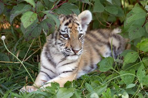 Top 50 sự thật thú vị về hổ Siberia (hổ Amur) | Thegioidongvat.co