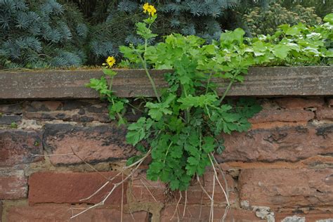 Chelidonium majus