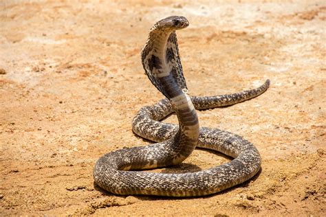 Download Closeup of a King Cobra | Wallpapers.com