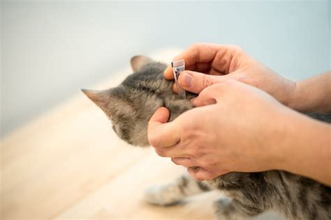 What flea treatment for cats is most environmentally friendly? - Vet