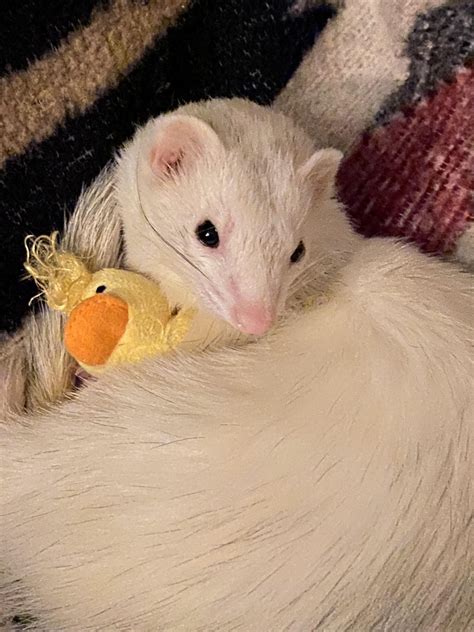 She’s changed so much : r/ferrets