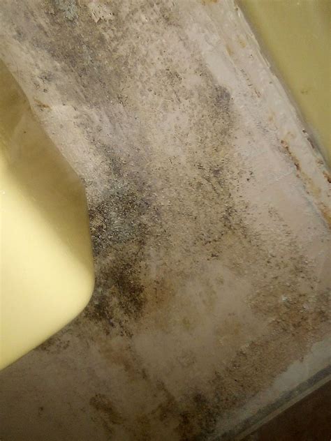 Family disappointed after one night stay with black mold Mold Removal ...