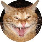 RedCat7 (@Cat7Red) / Twitter