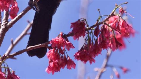 Female tui are faithful. Yeah right - NZ Herald