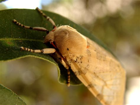 Free photo: Moth - Brown, Dead, Death - Free Download - Jooinn