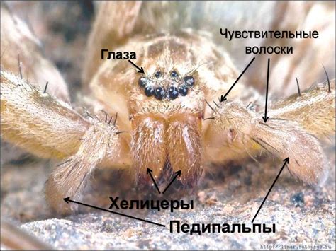 Класс Паукообразные - презентация онлайн