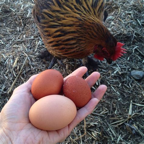 Black Copper Marans - Time progression of sexing - UPDATED with WEEKs