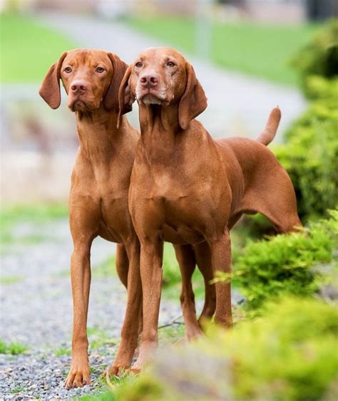 Hungarian Vizsla vs Australian Stumpy Tail Cattle Dog - Breed Comparison