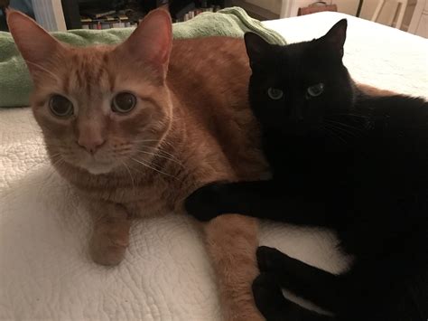 Pin on Orange and Black cats | Pretty cats, Cat cuddle, Cute cats