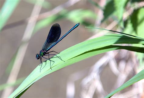 1920x1200 wallpaper | blue dragonfly | Peakpx
