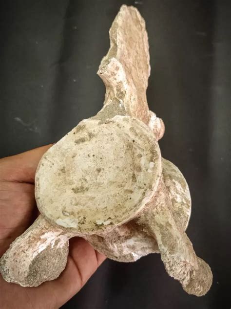 From a plesiosaur? - Fossil ID - The Fossil Forum