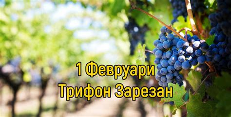 Трифон Зарезан - обичаи и трапеза - Съновник