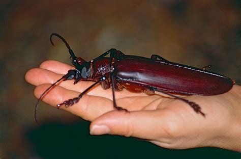 Titan beetle (Titanus giganteus) found by Jean NICOLAS | Flickr