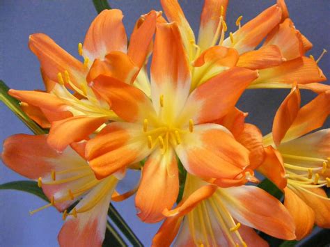 Variegated Clivia