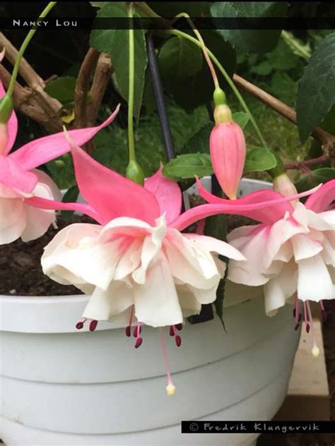 Nancy Lou - FuchsiaFinder
