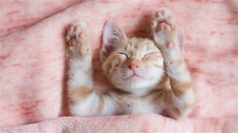 toe beans fun facts   cats sweet  feet womans world