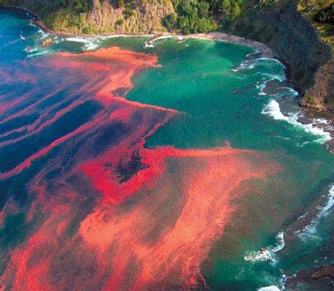 Edisi Pelik! Fenomena Kejadian Air Laut Merah atau Red Tide di Sabah ...