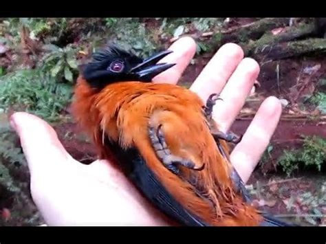 poetry holding poisonous hooded pitohui bird youtubehaiku