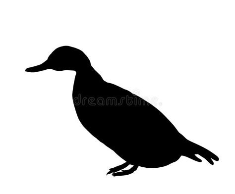 Wild duck silhouette stock image. Image of silhouette - 2399363