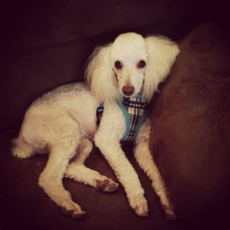 Hair Cut Before and After - Poodle Forum - Standard Poodle, Toy Poodle ...