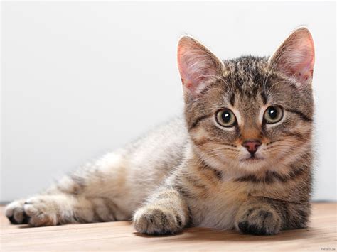 Cat | Facts and Photos-Images | The Wildlife