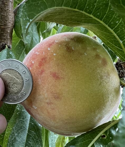 Prairie Peach Orchard