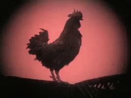 Rooster GIF - Rooster - Discover & Share GIFs