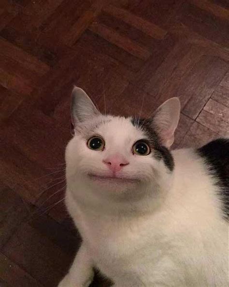 What Kind of Cat Breed Is Beluga?