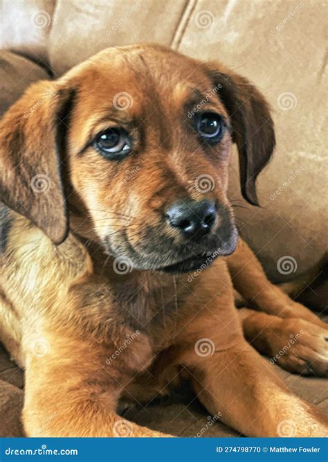 Boxer Golden Retriever Mix