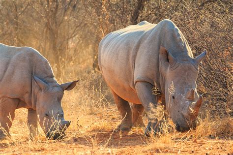 White Rhino In Natural Habitat In Waterberg Plateau National Park In ...