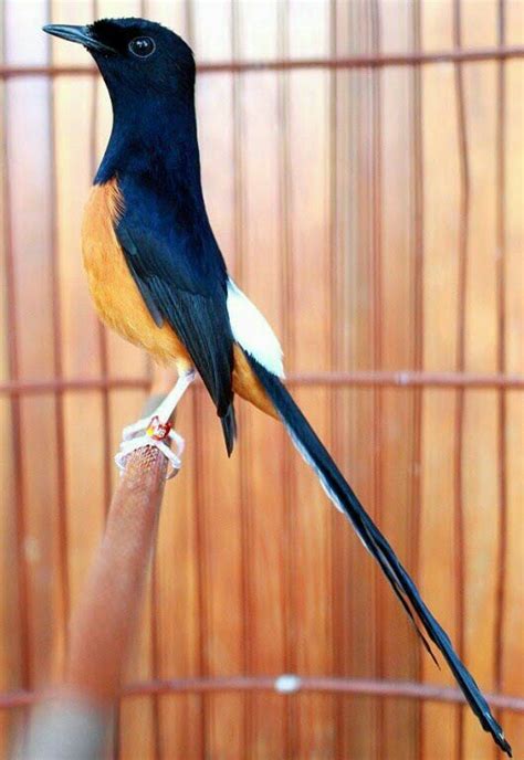 detail wallpaper murai batu koleksi nomer