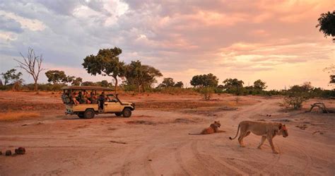 moremi game reserve botswana safari safari information