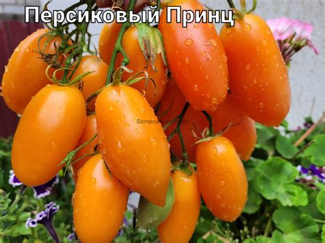 Персиковый Принц — Семена Томатов