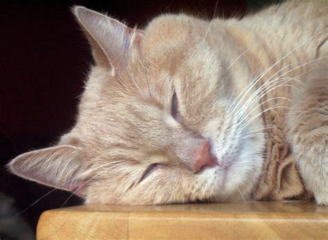 sleeping cat  stock photo public domain pictures