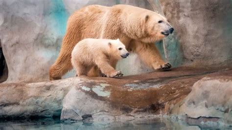 Toledo Zoo - tickets, prices, discount, animals to see, aquarium